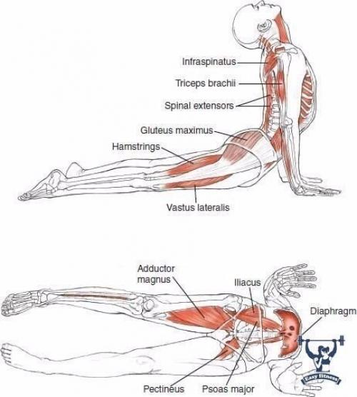 Растяжка всего тела. 01
