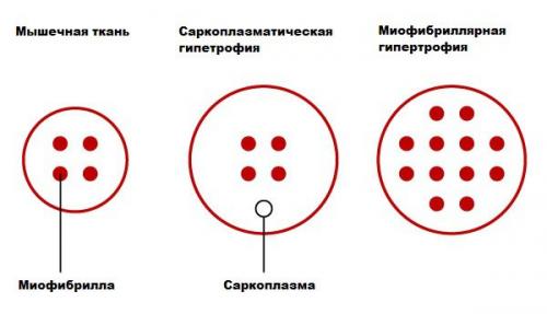 Гипертрофия мышц - просто и доходчиво? 04