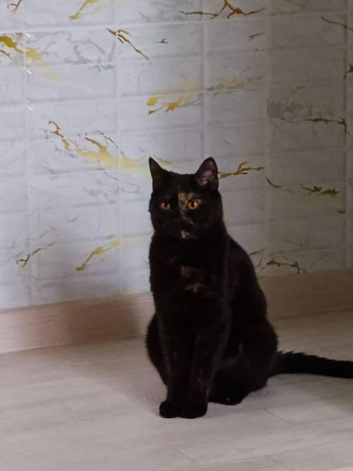 Пропала кошка! 24. 01