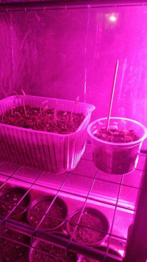 Неделя х. 14/52.  Хинкальное напряжение, нараставшее с прошлой недели, разрешилось походом в Южанегорожане. 03