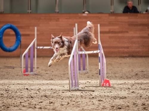 Спортивные собаки - просто инвентарь? 01