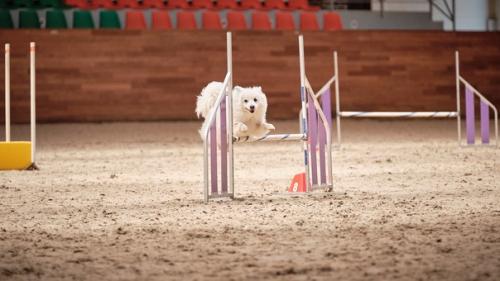 Спортивные собаки - просто инвентарь? 02