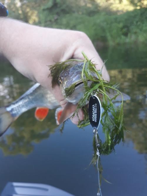 Я выбрался в выходные на дачу на Протву в верховья. 01