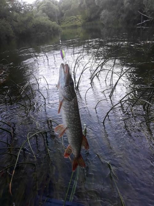 Я выбрался в выходные на дачу на Протву в верховья. 06