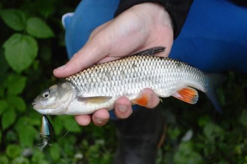 Я выбрался в выходные на дачу на Протву в верховья. 07