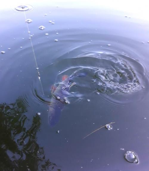 Я выбрался в выходные на дачу на Протву в верховья. 03