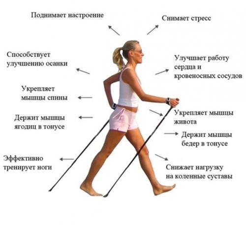 Польза скандинавской ходьбы для всего организма. 01 Польза скандинавской ходьбы для всего организма. 01