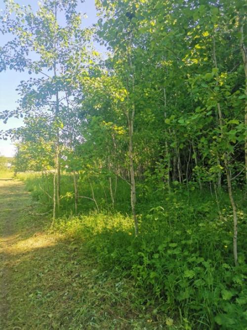 Накануне своего дня рождения добиралась до дачи, расположенной в глухой деревне, самостоятельно. 01 Накануне своего дня рождения добиралась до дачи, расположенной в глухой деревне, самостоятельно. 01
