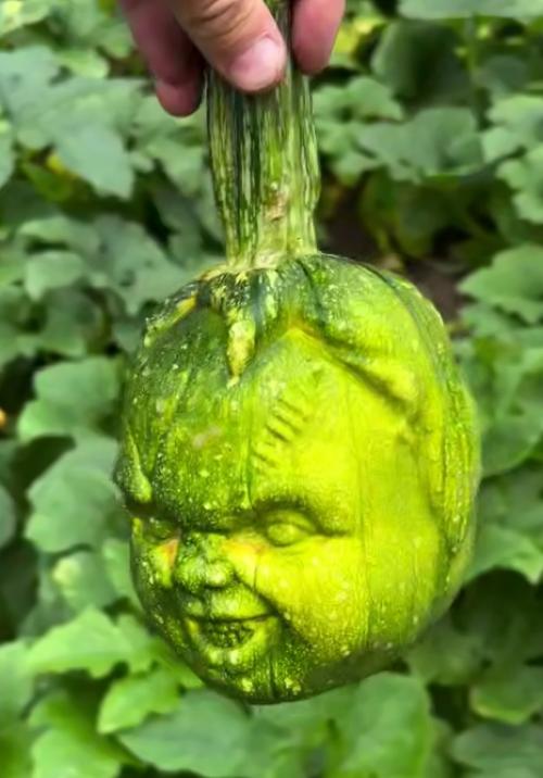 Эпизод 436.  Злой кабачок. 01