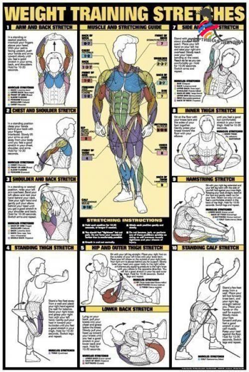 Лучшие упражнения и анатомия тела. 02