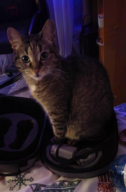 Расскажу немного о части нашего большого, пушистого и не очень семейства. 09 Расскажу немного о части нашего большого, пушистого и не очень семейства. 09