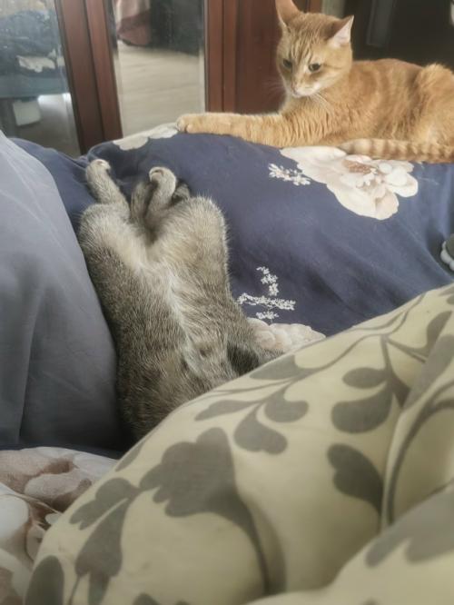 Расскажу немного о части нашего большого, пушистого и не очень семейства. 03 Расскажу немного о части нашего большого, пушистого и не очень семейства. 03