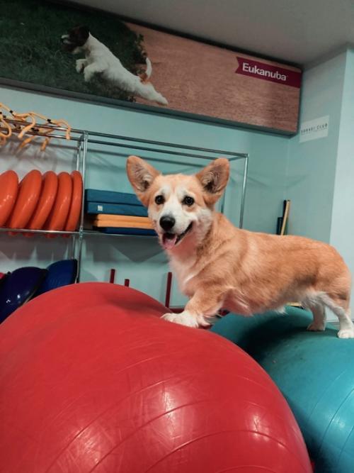 Вчера были утром с зале Собаки Клаб, брали аренду зала. 02