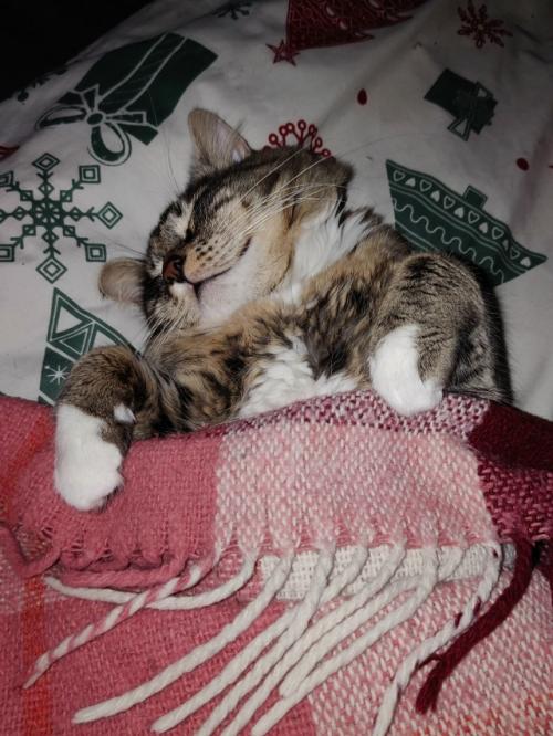 Расскажу немного о части нашего большого, пушистого и не очень семейства. 07 Расскажу немного о части нашего большого, пушистого и не очень семейства. 07