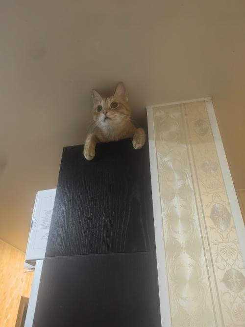 Расскажу немного о части нашего большого, пушистого и не очень семейства. 01 Расскажу немного о части нашего большого, пушистого и не очень семейства. 01