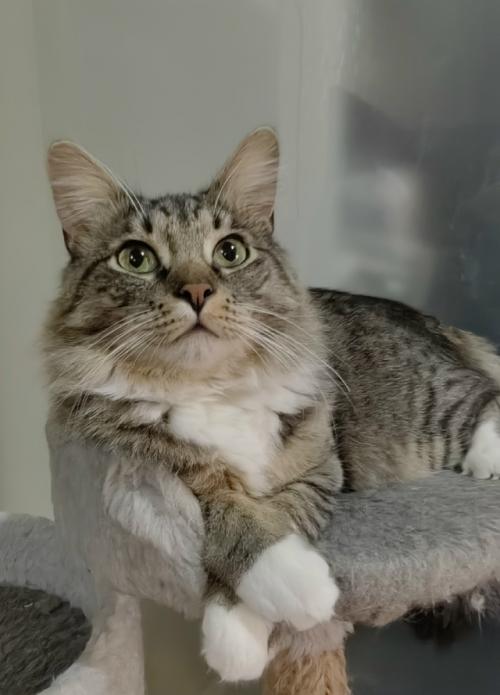 Расскажу немного о части нашего большого, пушистого и не очень семейства. 05 Расскажу немного о части нашего большого, пушистого и не очень семейства. 05