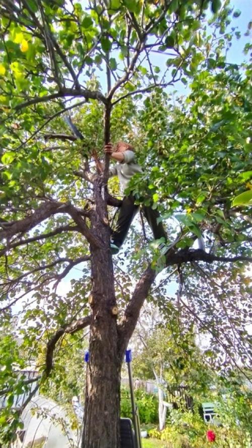 Итак, представьте себе следующую ситуацию: вы приехали на дачу и неожиданно понадобилось залезть на дерево! 01