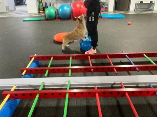 Вчера были утром с зале Собаки Клаб, брали аренду зала. 03