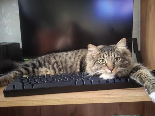 Расскажу немного о части нашего большого, пушистого и не очень семейства. 02 Расскажу немного о части нашего большого, пушистого и не очень семейства. 02