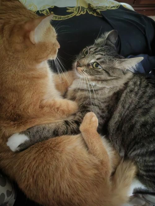 Расскажу немного о части нашего большого, пушистого и не очень семейства. 04 Расскажу немного о части нашего большого, пушистого и не очень семейства. 04