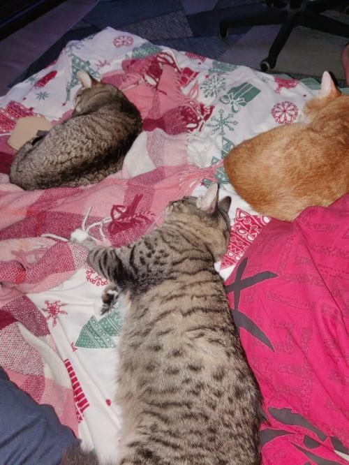 Расскажу немного о части нашего большого, пушистого и не очень семейства. 08 Расскажу немного о части нашего большого, пушистого и не очень семейства. 08