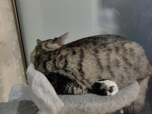 Расскажу немного о части нашего большого, пушистого и не очень семейства. 06 Расскажу немного о части нашего большого, пушистого и не очень семейства. 06