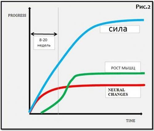 Как часто менять программу тренировок? 01