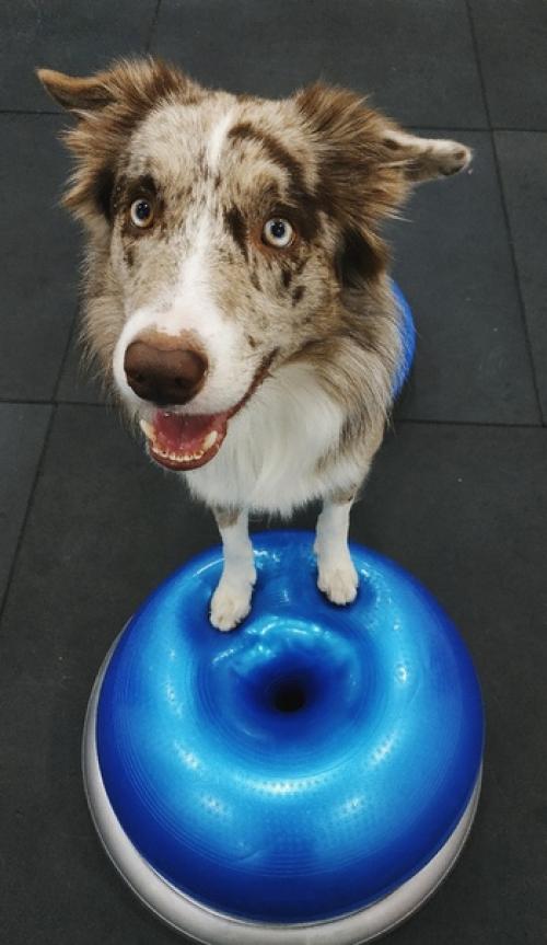 В фитнес - зал Мигель уже ходит как к себе домой. 01