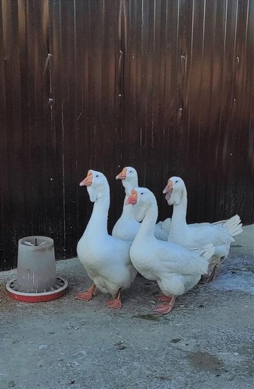 Последствия ковида.  Все мы помним, как это было. 01