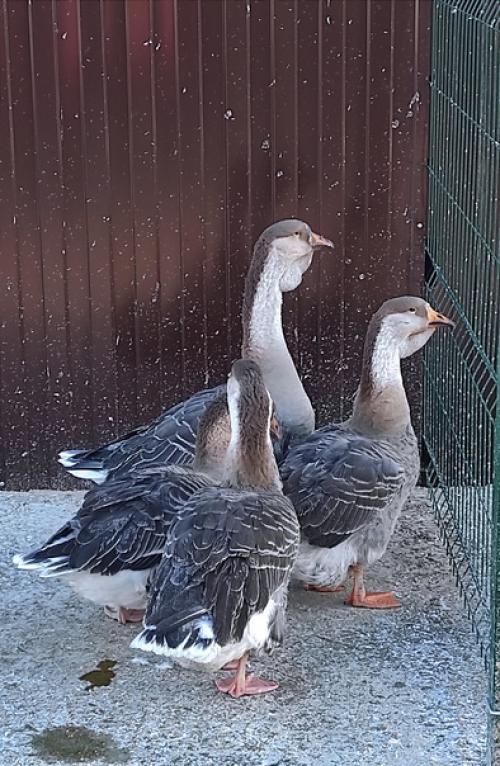 Последствия ковида.  Все мы помним, как это было. 02