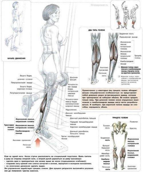 Девушки, специально для вас лучшие упражнения на ягодицы, икры, бедра! 02