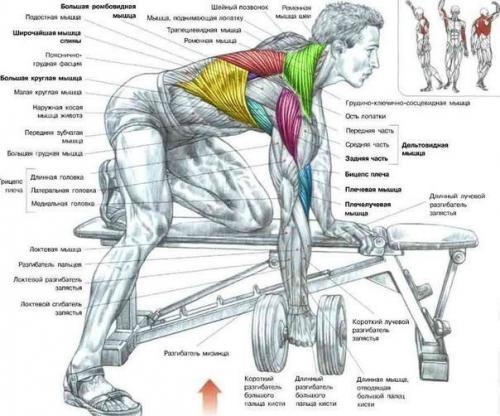 Упражнения для широкой и сильной спины. 06 Упражнения для широкой и сильной спины. 06
