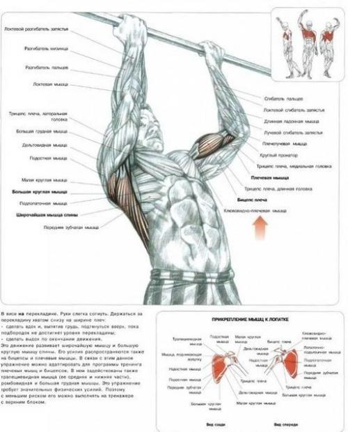 Упражнения для широкой и сильной спины. 02 Упражнения для широкой и сильной спины. 02