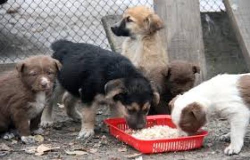 Очень срочно!  Помогите собакам и кошкам! 02