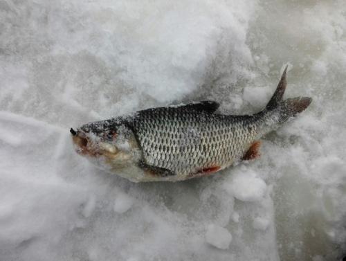 Привет, пропустив одни выхи, в прошедшие отправились мы на рыбалочку. 01 Привет, пропустив одни выхи, в прошедшие отправились мы на рыбалочку. 01