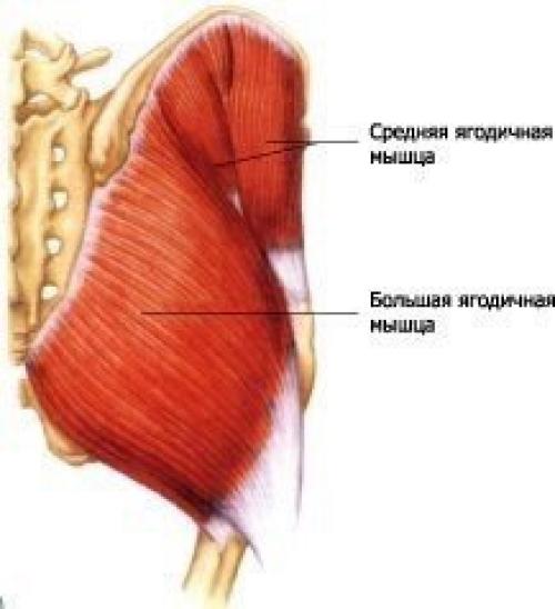 Анатомия приседаний?  Мы начнем с работы мышц. 03