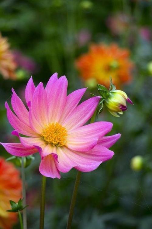 Доброе утро. Не откладывайте счастье на потом. 05