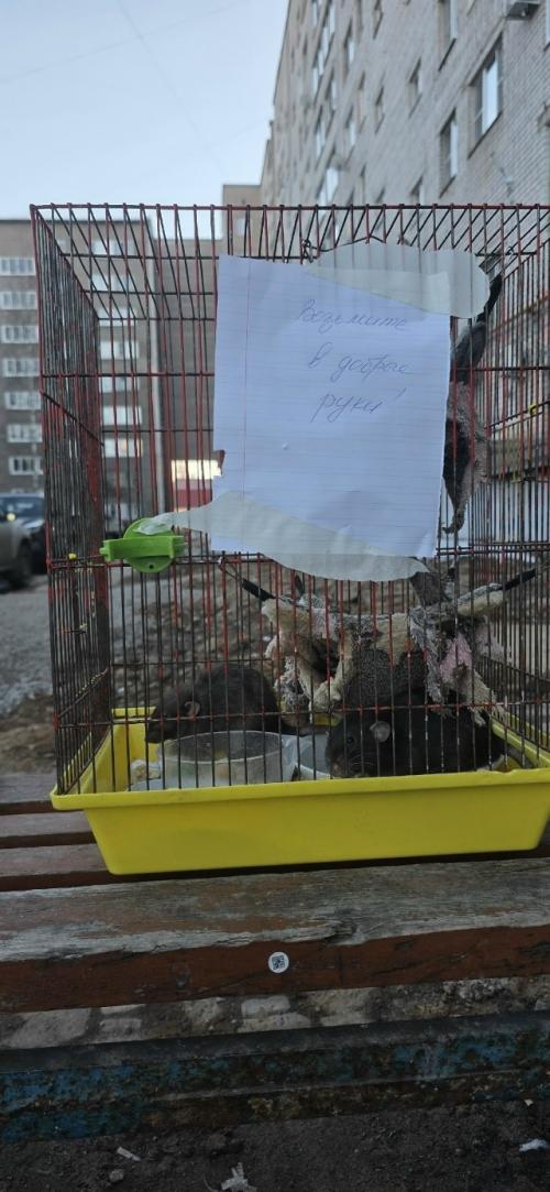 Пост про жёсткость людей. 
