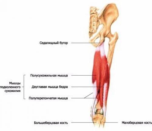 Анатомия приседаний. Изучай, иначе капец твоим коленям. 01 Анатомия приседаний. Изучай, иначе капец твоим коленям. 01