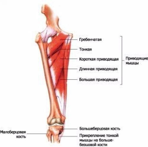 Анатомия приседаний. Изучай, иначе капец твоим коленям. 02 Анатомия приседаний. Изучай, иначе капец твоим коленям. 02