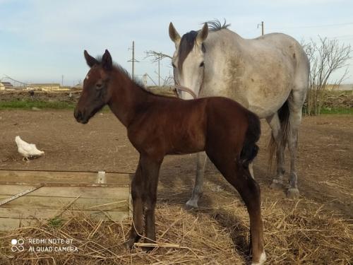 Шутки бывают разные, но сюрпризы всегда неожиданные. 1. 02 Шутки бывают разные, но сюрпризы всегда неожиданные. 1. 02