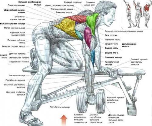 Упражнения для широкой и сильной спины. 03 Упражнения для широкой и сильной спины. 03