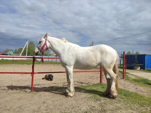 Езда верхом способна заменить полноценные занятия в тренажерном зале - это отличная кардионагрузка и силовая тренировка в комплексе. 08