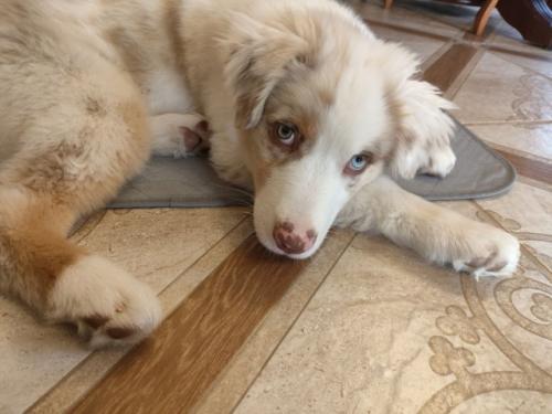 amk_путь_к_собаке. 03 amk_путь_к_собаке. 03