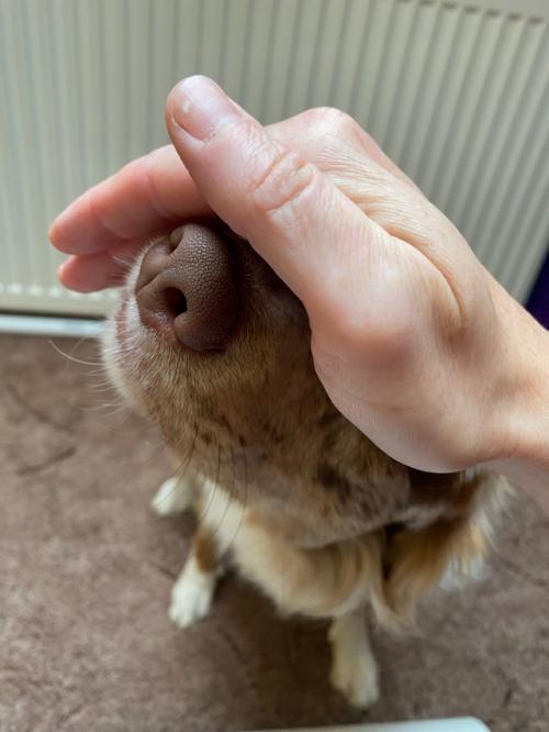 Как же я собачек в возрасте 9-10-12 мес люблю! 01