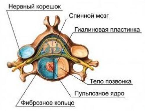 Как не навредить позвоночнику во время наклонов и поворотов. 01 Как не навредить позвоночнику во время наклонов и поворотов. 01