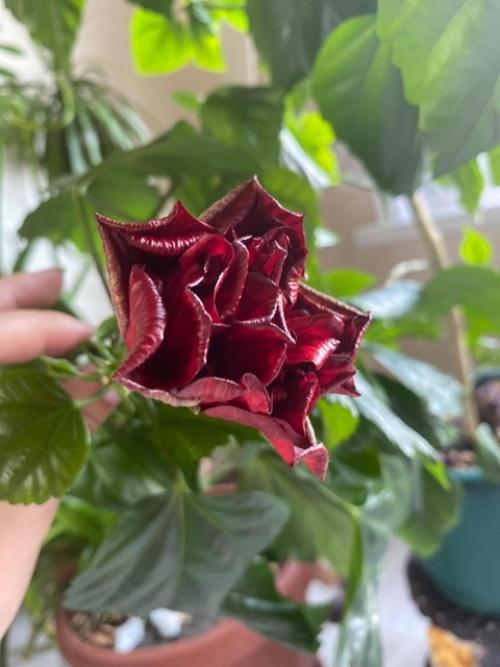 Мы в деревне с дочей и я не могу пока ходить на свою секцию по йогалатесу. 04