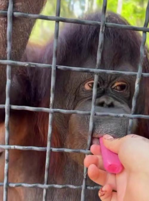 Эпизод 268.  Вейп для орангутана. 01