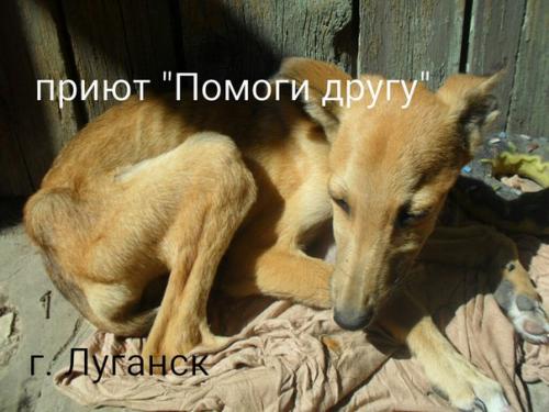 Сегодня у нас в приюте появился новый питомец, в порядке исключения, но мы не могли пройти мимо этой Беды. 03