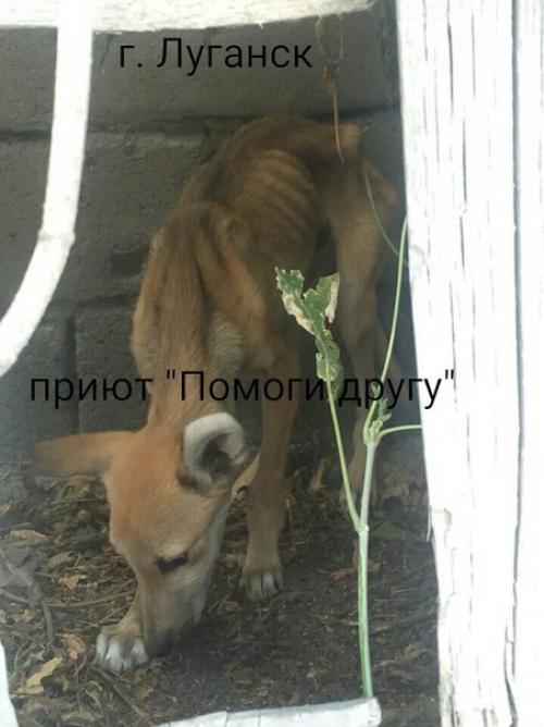 Сегодня у нас в приюте появился новый питомец, в порядке исключения, но мы не могли пройти мимо этой Беды. 04